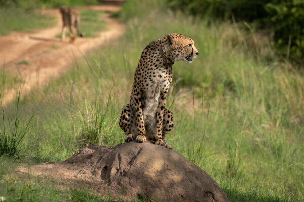00Safari guide qfmp facebookJumbo