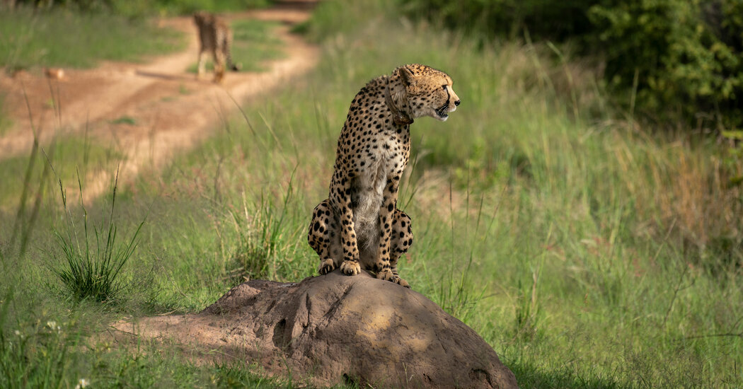 00Safari guide qfmp facebookJumbo