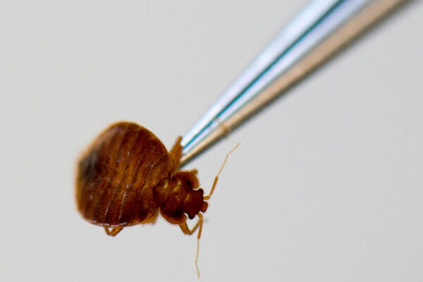 Passengers Say Turkish Airlines Flights Have Unwelcome Guests: Bedbugs 03bedbugs turkish airlines ghft facebookJumbo