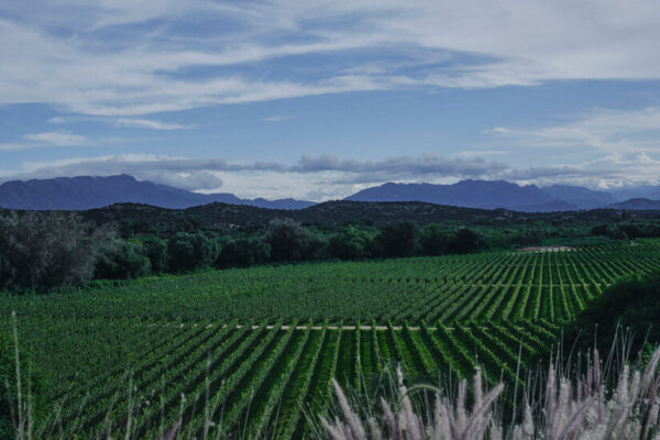 Bolivia’s Wine Country Is Tuscany With a Side of Magic bolivia tarija real 01 zqvc facebookJumbo